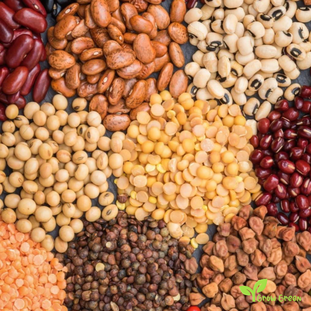 50 seeds of Brown Chickpea - CICER ARIETINUM + Gift 5 seeds Sunflower