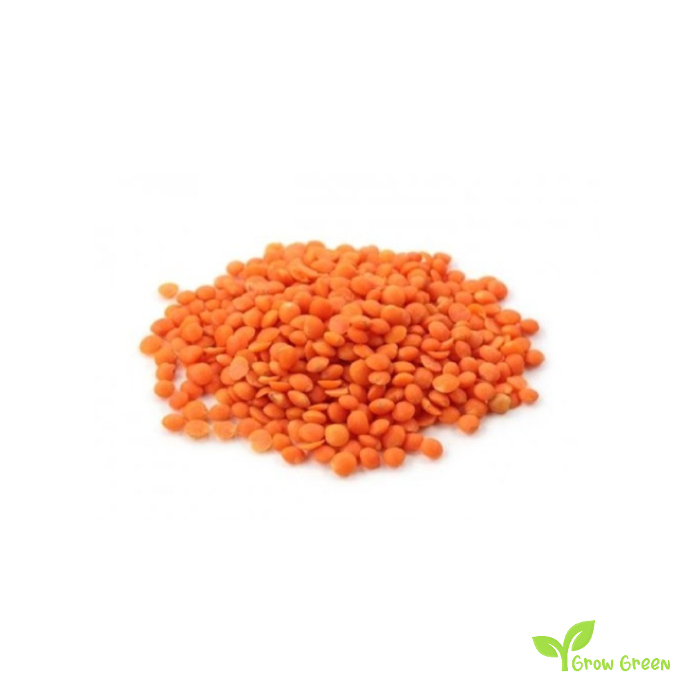 100 seeds of Red Lentils - LENS CULINARIS - ESCULENTA + Gift 5 seeds Sunflower