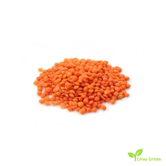 100 seeds of Red Lentils - LENS CULINARIS - ESCULENTA + Gift 5 seeds Sunflower
