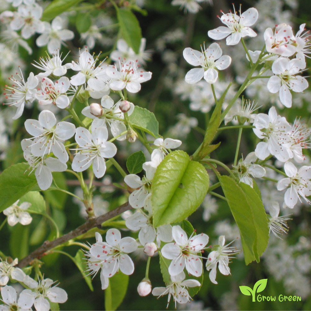 5 seeds of Mahaleb Cherry - PRUNUS MAHALEB + Gift 5 seeds Sunflower