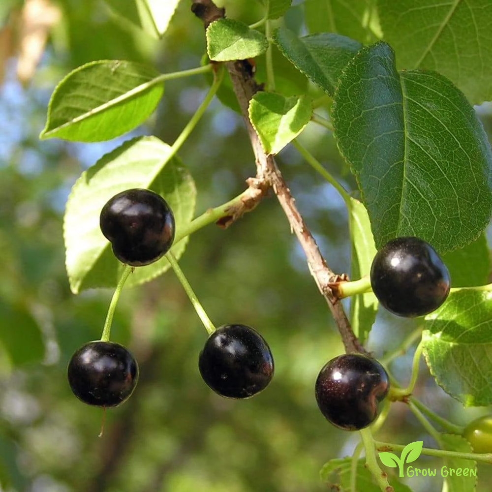 5 seeds of Mahaleb Cherry - PRUNUS MAHALEB + Gift 5 seeds Sunflower