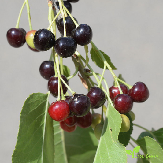 5 seeds of Mahaleb Cherry - PRUNUS MAHALEB + Gift 5 seeds Sunflower