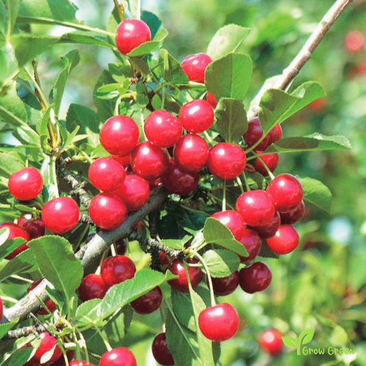 5 seeds of Dwarf Cherry - PRUNUS CERASUS - Sour Cherry + Gift 5 seeds Sunflower