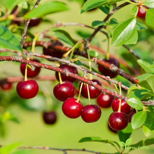 5 seeds of Dwarf Cherry - PRUNUS CERASUS - Sour Cherry + Gift 5 seeds Sunflower