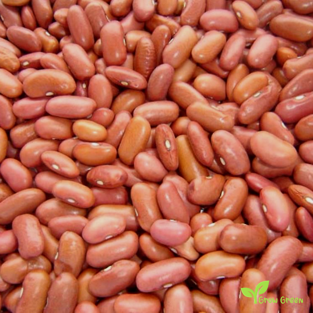 50 seeds of Light Red Kidney Bean - PHASEOLUS VULGARI + Gift 5 seeds of Sunflower
