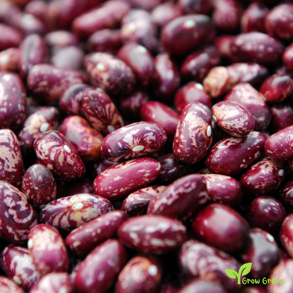 20 seeds of Red Bean Uganda - PHASEOLUS VULGARIS - Nambale + Gift 5 seeds of Sunflower