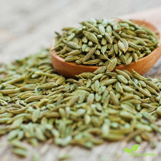 100 seeds of Fennel - FOENICULUM VULGARE + Gift 5 seeds Sunflower