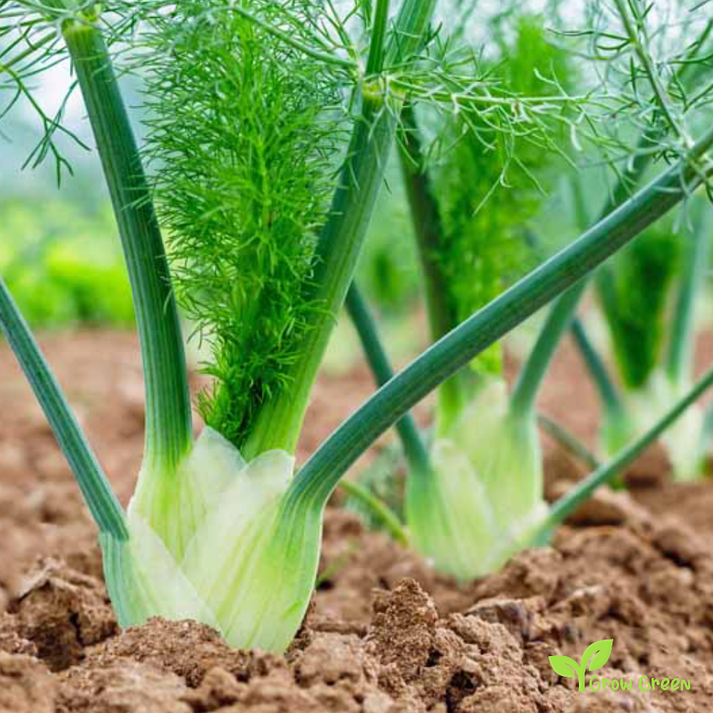 100 seeds of Fennel - FOENICULUM VULGARE + Gift 5 seeds Sunflower