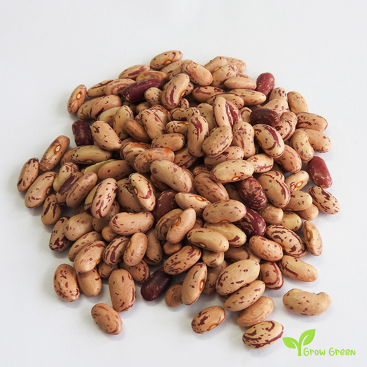 100 seeds of Rosecoco Bean - PHASEOLUS VULGARIS + Gift 5 seeds of Sunflower