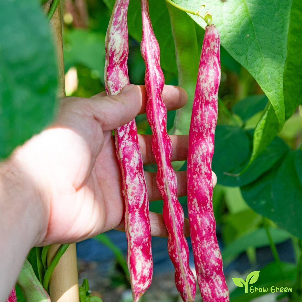 100 seeds of Rosecoco Bean - PHASEOLUS VULGARIS + Gift 5 seeds of Sunflower