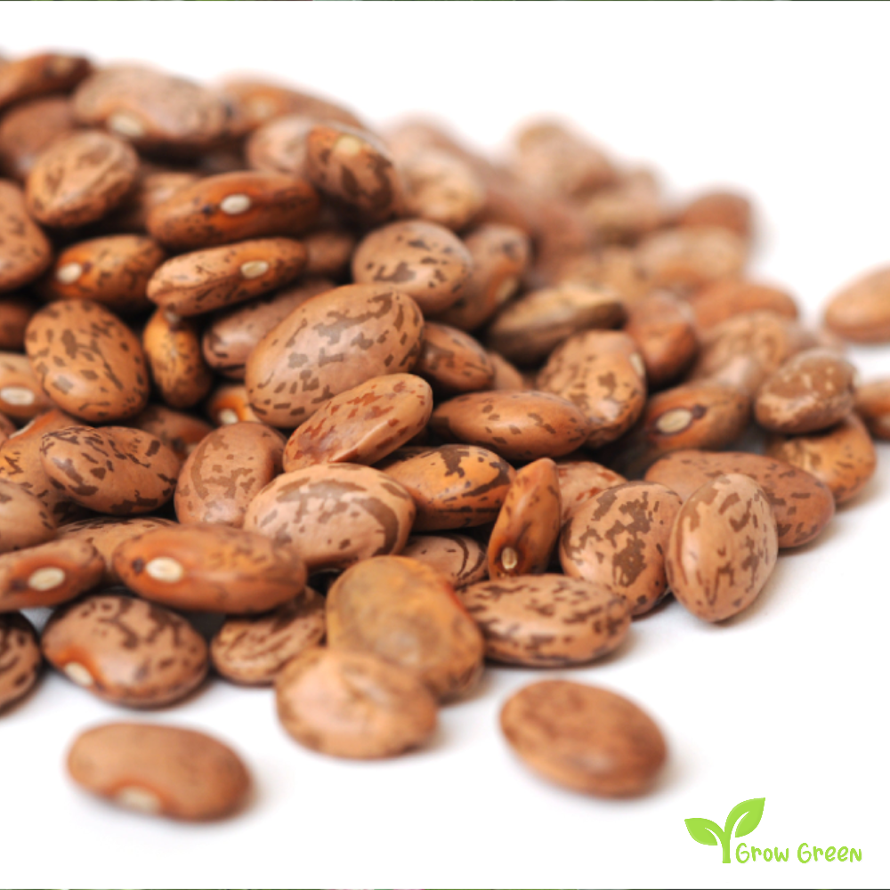 100 seeds of Pinto Bean - PHASEOLUS VULGARIS + Gift 5 seeds of Sunflower