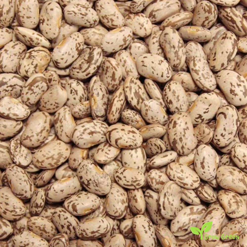 100 seeds of Pinto Bean - PHASEOLUS VULGARIS + Gift 5 seeds of Sunflower