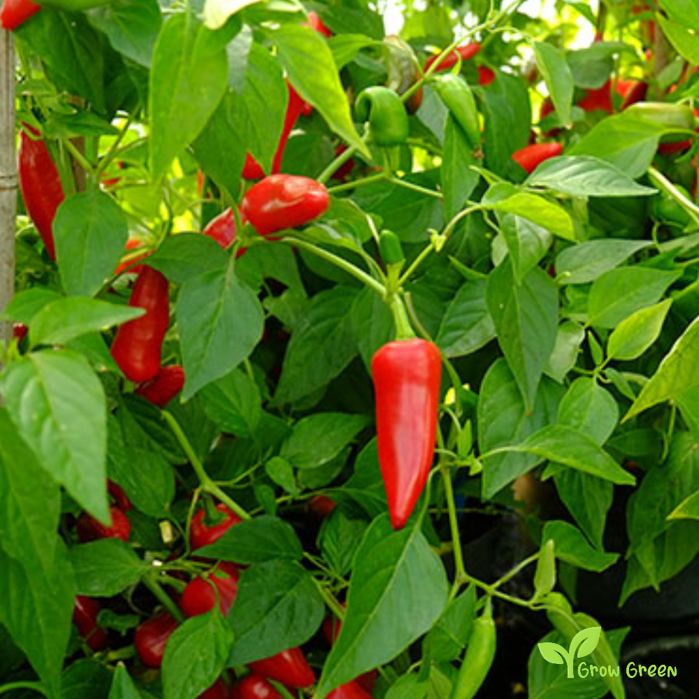 10 seeds of Bullet Chilli Pepper - CAPSICUM ANNUUM + Gift 5 seeds of Sunflower