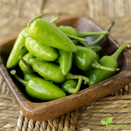 10 seeds of Bullet Chilli Pepper - CAPSICUM ANNUUM + Gift 5 seeds of Sunflower