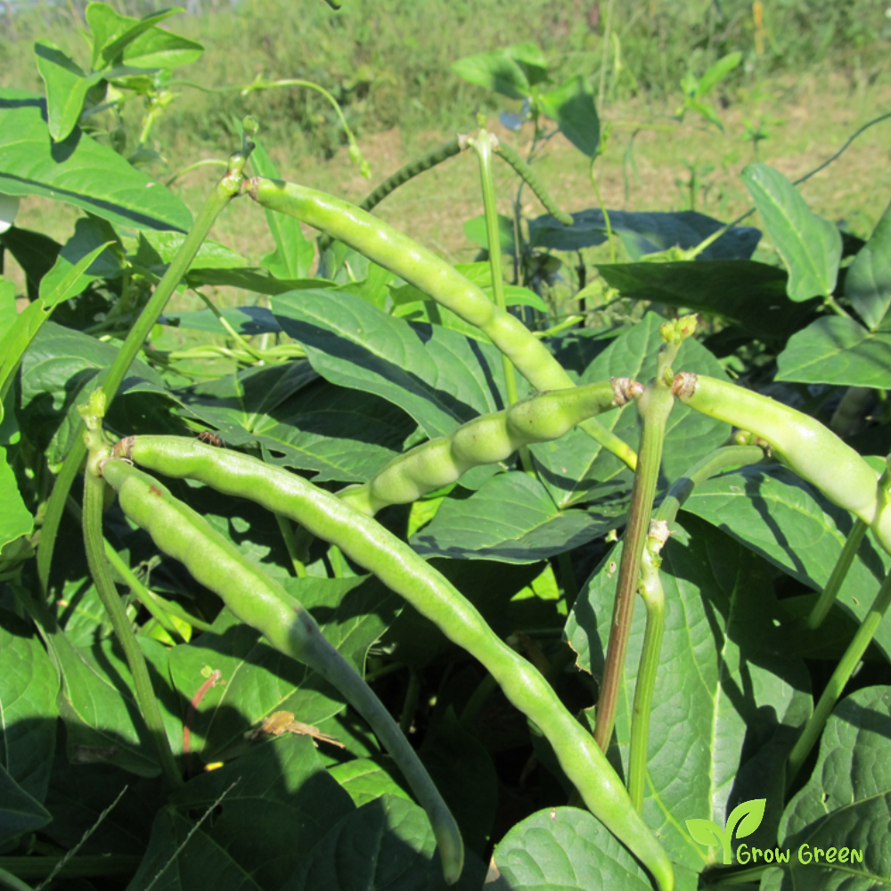 100 seeds of Crowder Bean - VIGNA UNGUICULATA - Cow Pea + Gift 5 seeds Sunflower