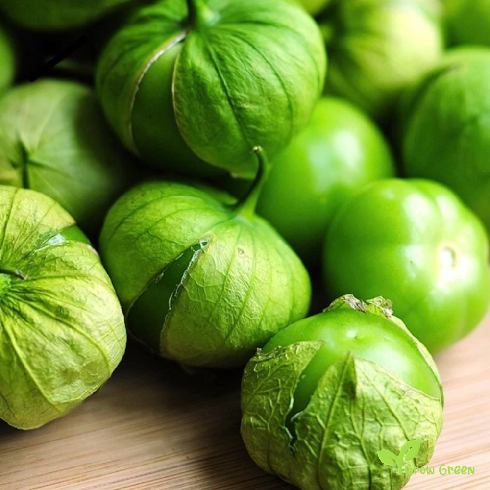 20 seeds of Green Tomatillo - PHYSALIS PHILADELPHICA + Gift 5 seeds of Sunflower