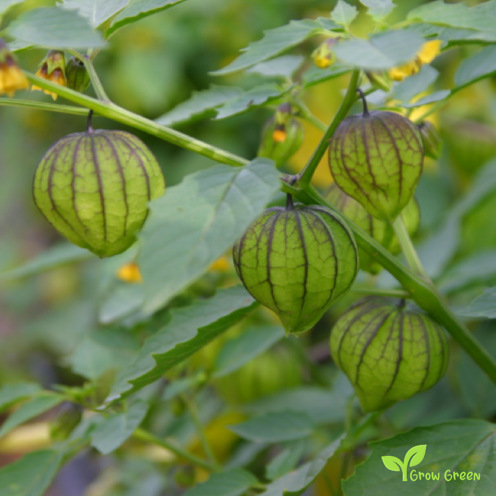 20 seeds of Green Tomatillo - PHYSALIS PHILADELPHICA + Gift 5 seeds of Sunflower
