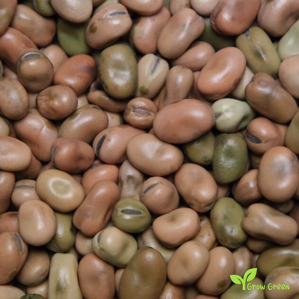 50 seeds of Small Broad Bean - VICIA FABA - Fava Bean + Gift 5 seeds Sunflower