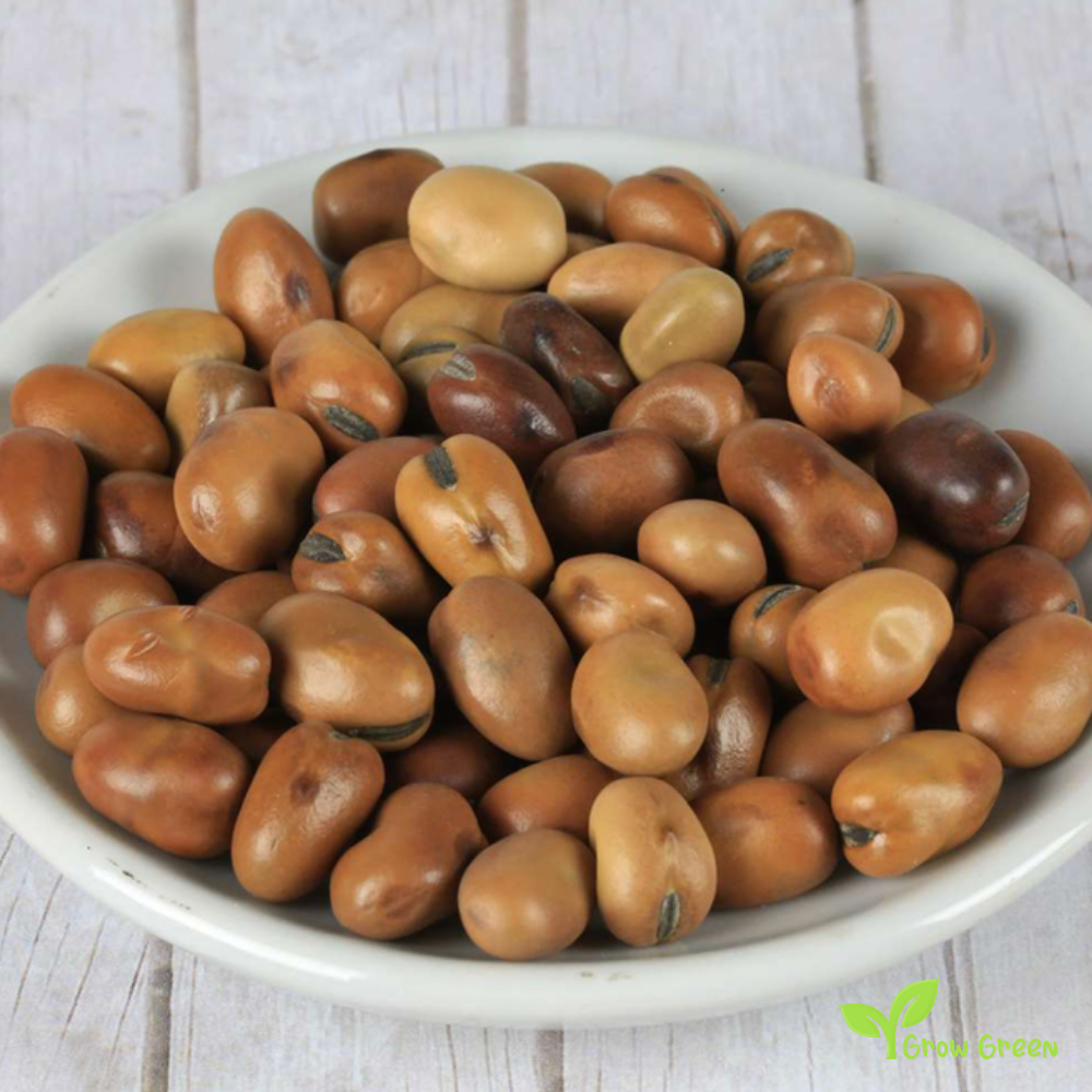 50 seeds of Small Broad Bean - VICIA FABA - Fava Bean + Gift 5 seeds Sunflower