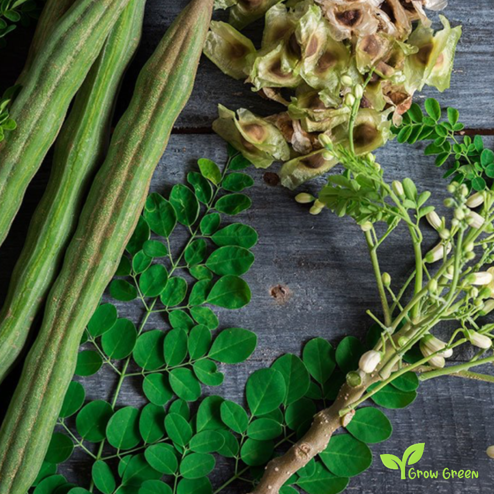 5 seeds of Moringa - MORINGA OLEIFERA - Drumstick Tree + Gift 5 seeds Sunflower