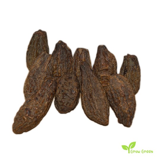 5 seeds of Chebulic Myrobalan - TERMINALIA CHEBULA + Gift 5 seeds Sunflower