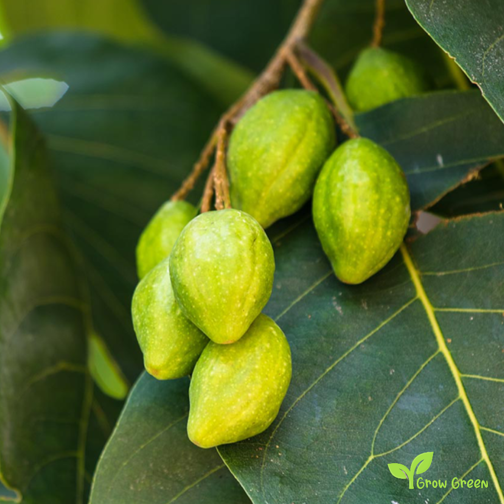 5 seeds of Chebulic Myrobalan - TERMINALIA CHEBULA + Gift 5 seeds Sunflower