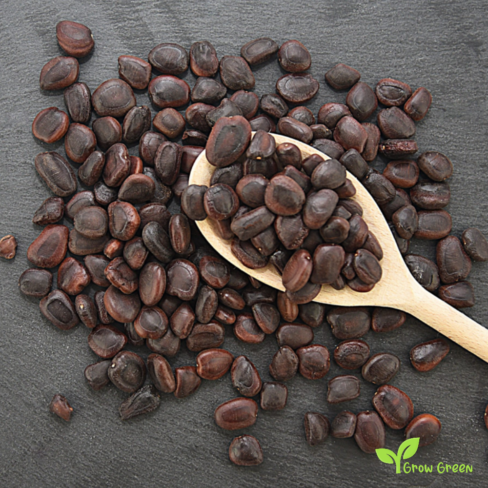 10 seeds of Tamarind - TAMARINDUS INDICA + Gift 5 seeds of Sunflower