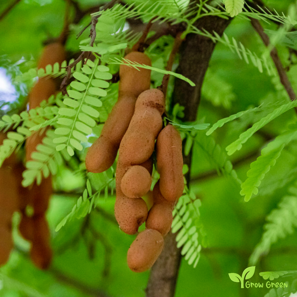 10 seeds of Tamarind - TAMARINDUS INDICA + Gift 5 seeds of Sunflower