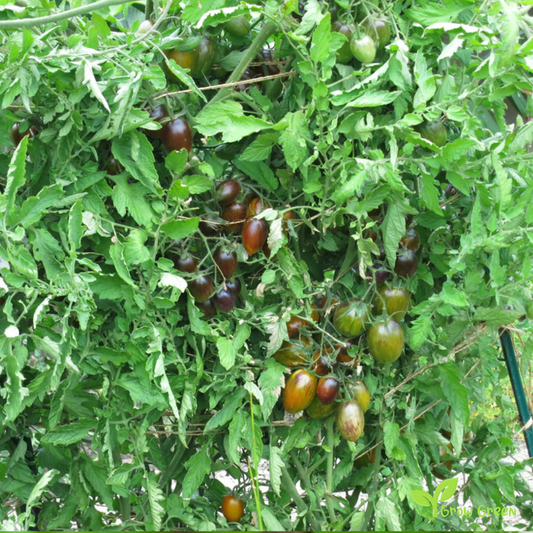 10 seeds of Brad's Atomic Grape Tomato - SOLANUM LYCOPERSICUM + Gift 5 seeds Sunflower