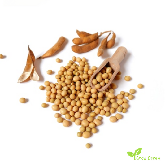 100 seeds of Soybean - GLYCINE MAX - Soya Bean + Gift 5 seeds of Sunflower