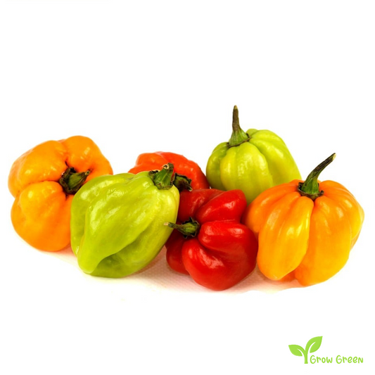 10 seeds of Yellow Scotch Bonnet Chilli  - CAPSICUM CHINENESE + Gift 5 seeds Sunflower