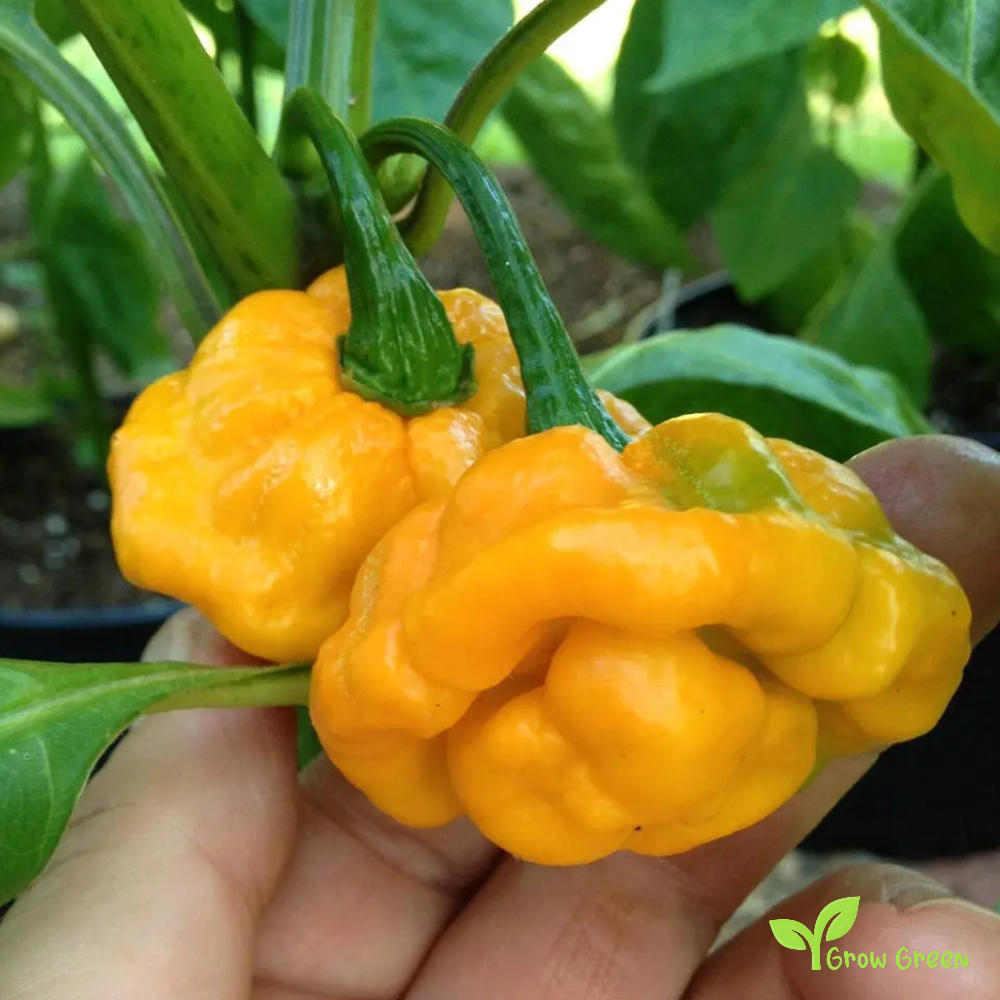 10 seeds of Yellow Scotch Bonnet Chilli  - CAPSICUM CHINENESE + Gift 5 seeds Sunflower
