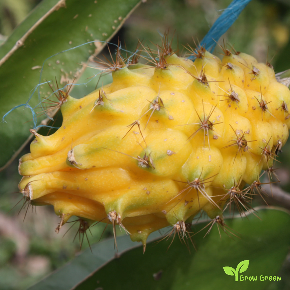 10 seeds of Yellow Dragon Fruit - HYLOCEREUS MEGALANTHUS - Pitahaya + Gift 5 seeds Sunflower