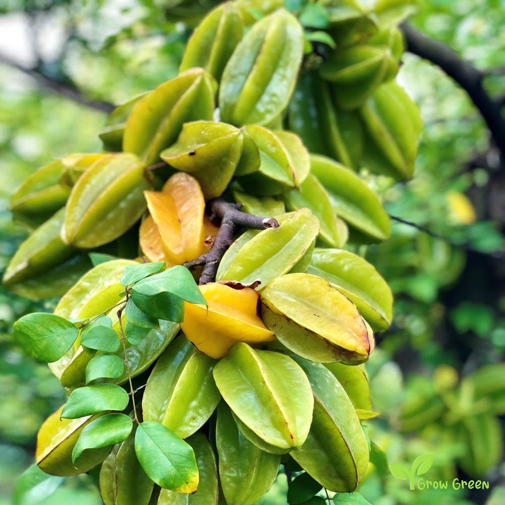 2 seeds of Star Fruit - AVERRHOA CARAMBOLA - Starfruit + Gift 5 seeds Sunflower