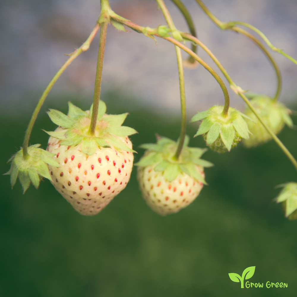 10 seeds of Pineberry Strawberry - FRAGARIA CHILOENSIS VIRGINIANA + Gift 5 seeds Sunflower