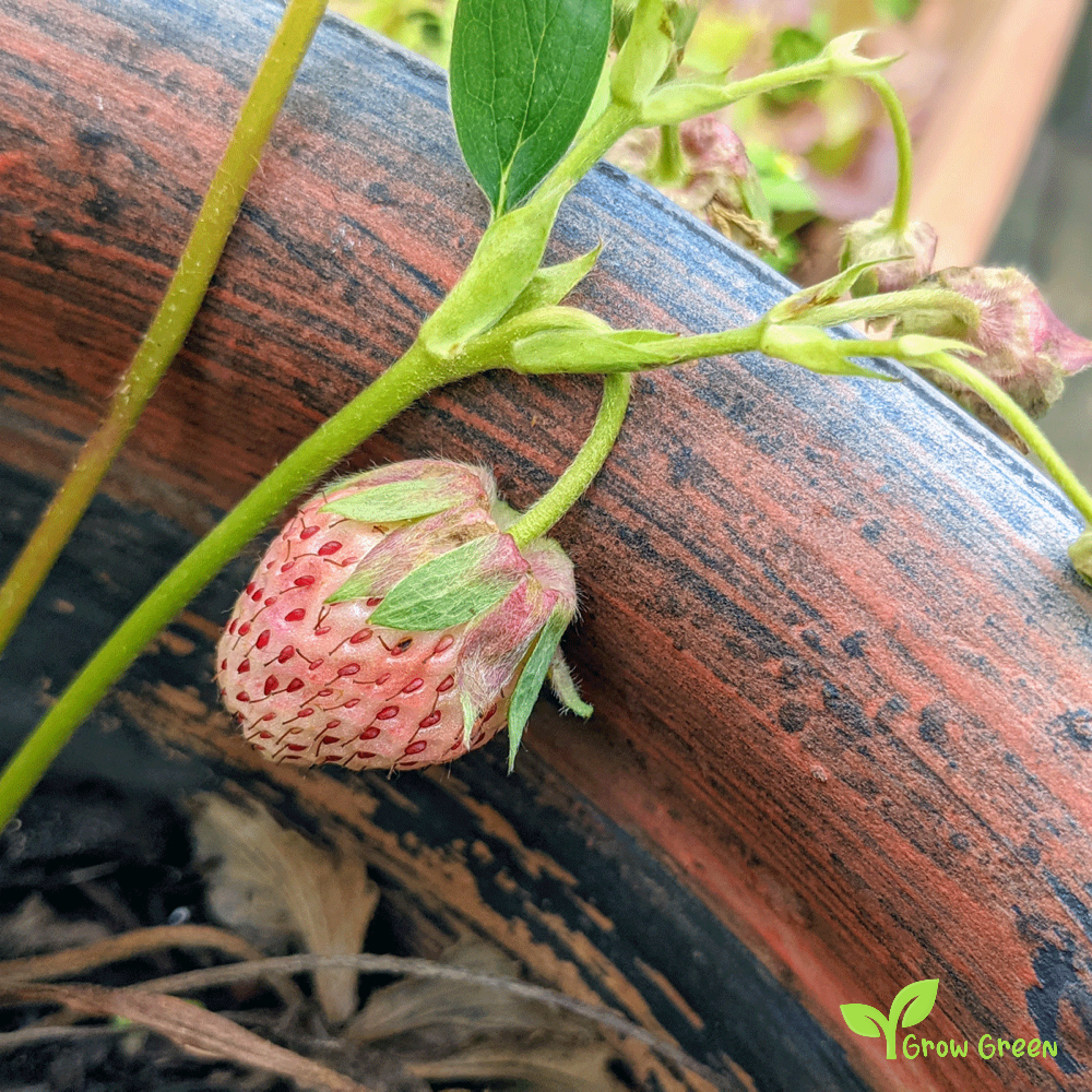 10 seeds of Pineberry Strawberry - FRAGARIA CHILOENSIS VIRGINIANA + Gift 5 seeds Sunflower