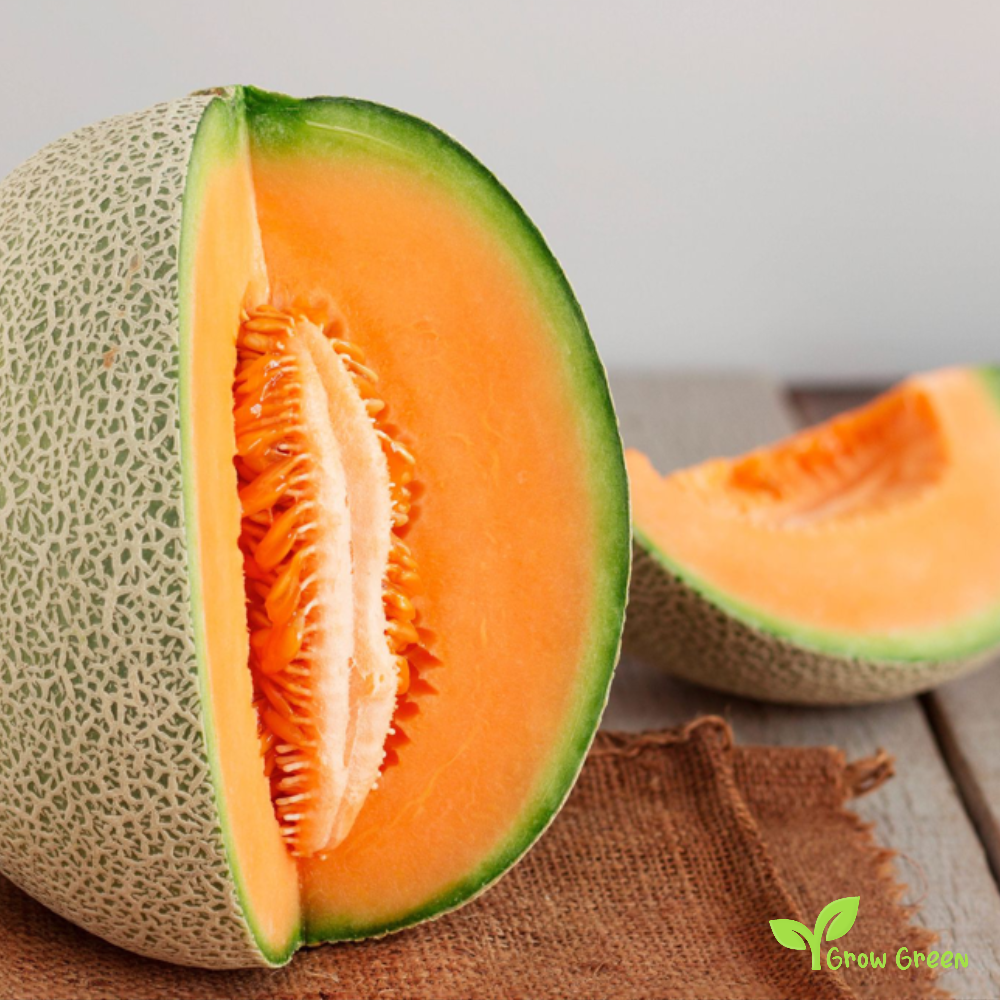 20 seeds of European Cantaloupe - CUCUMIS MELO - Rockmelon + Gift 5 seeds Sunflower