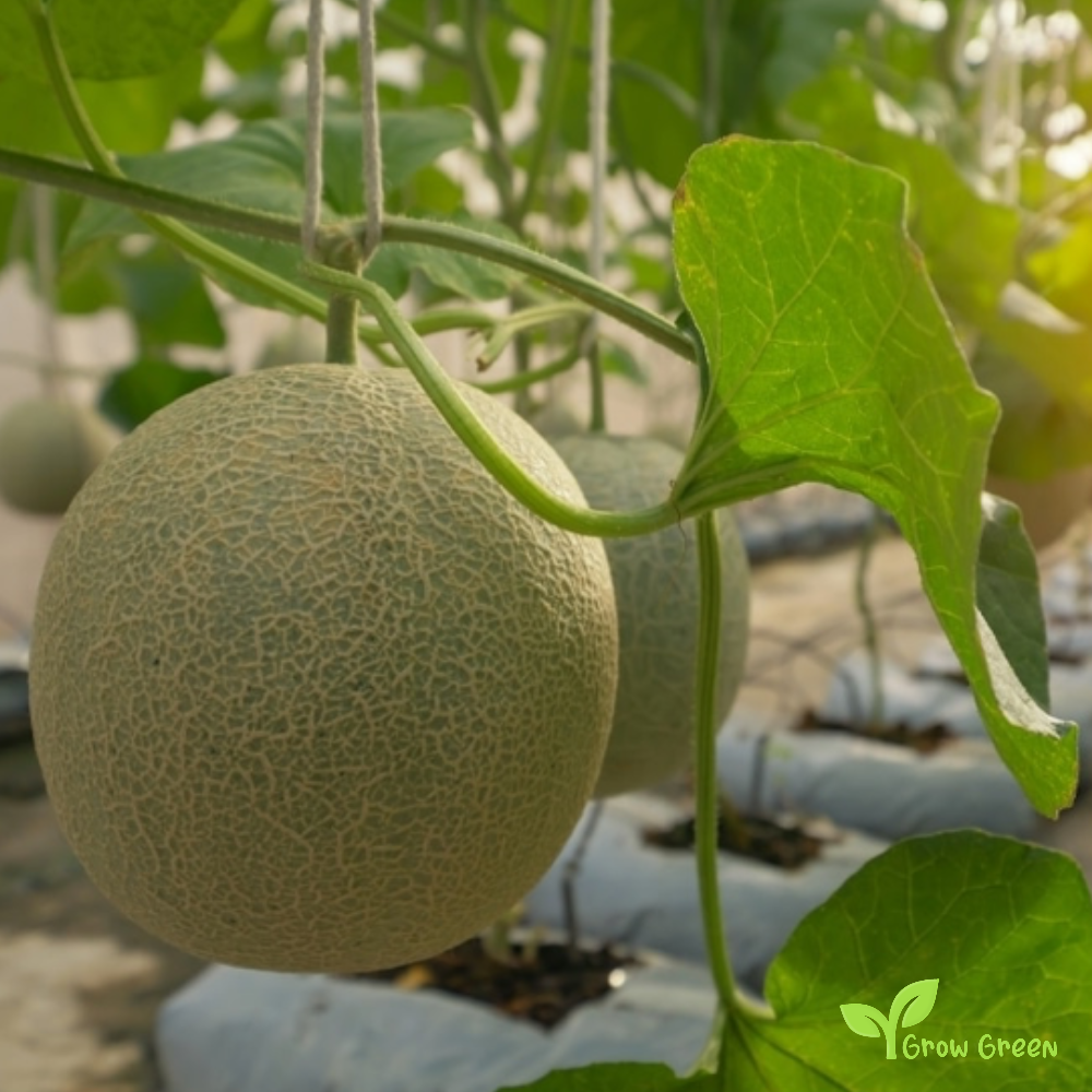 20 seeds of European Cantaloupe - CUCUMIS MELO - Rockmelon + Gift 5 seeds Sunflower