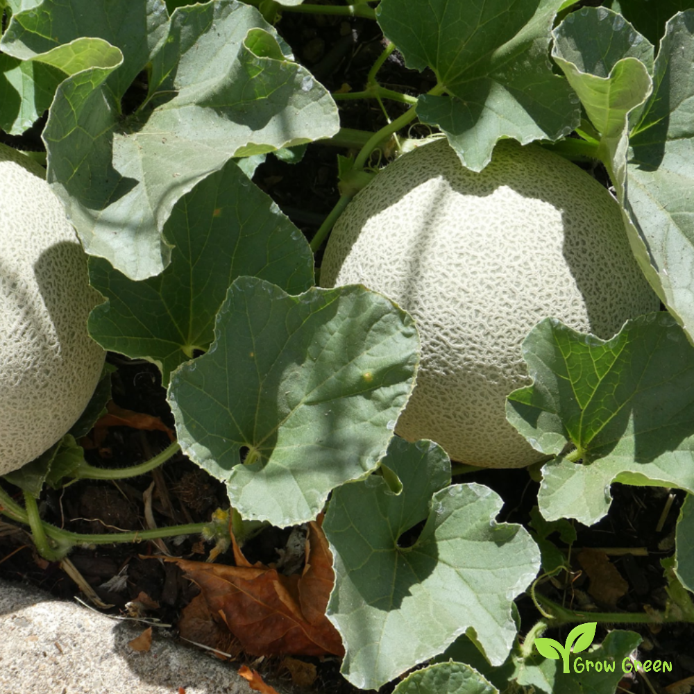 20 seeds of European Cantaloupe - CUCUMIS MELO - Rockmelon + Gift 5 seeds Sunflower