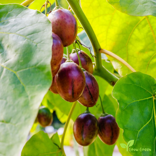 20 seeds of Tamarillo - SOLANUM BETACEUM - Tomato Tree + Gift 5 seeds Sunflower