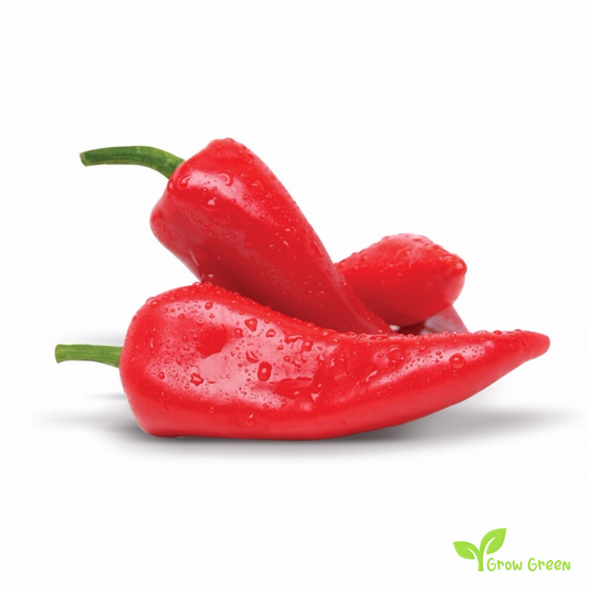 10 seeds of Red Capya Pepper - CAPSICUM ANNUUM - Kapia Pepper + Gift 5 seeds of Sunflower
