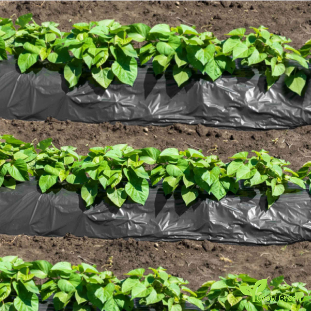 1 root of Sweet Potato Orange - IPOMEA BATATAS - Orange Flesh Yam + Gift 5 seeds of Sunflower