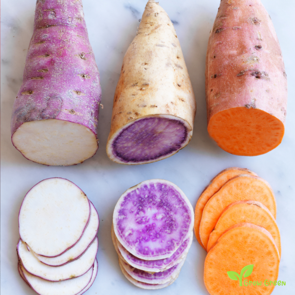 1 root of Sweet Potato Orange - IPOMEA BATATAS - Orange Flesh Yam + Gift 5 seeds of Sunflower