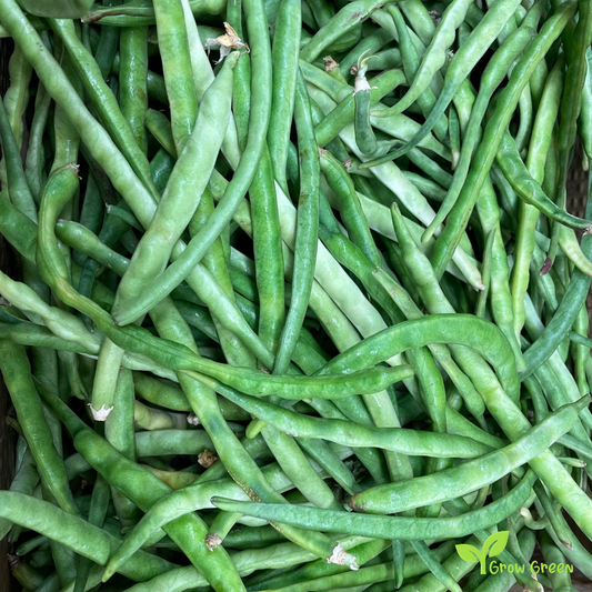 25 seeds of Cyprus Black Eyed Bean - PHASEOLUS - Goat Pea + Gift 5 seeds of Sunflower