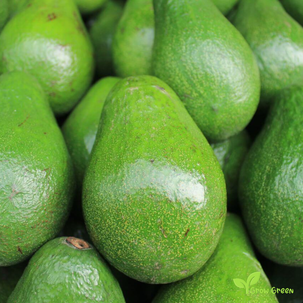 3 seeds of Avocado - PERSEA AMERICANA - Smooth Skin + Gift 5 seeds of Sunflower