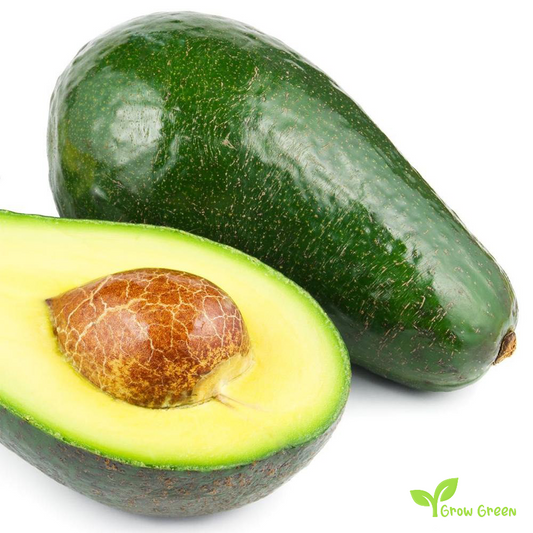 3 seeds of Avocado - PERSEA AMERICANA - Smooth Skin + Gift 5 seeds of Sunflower