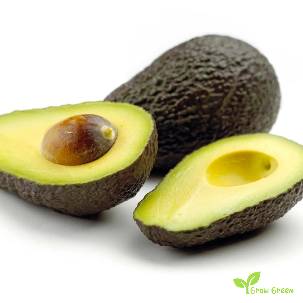 3 seeds of Avocado - PERSEA AMERICANA - Rough Skin + Gift 5 seeds of Sunflower