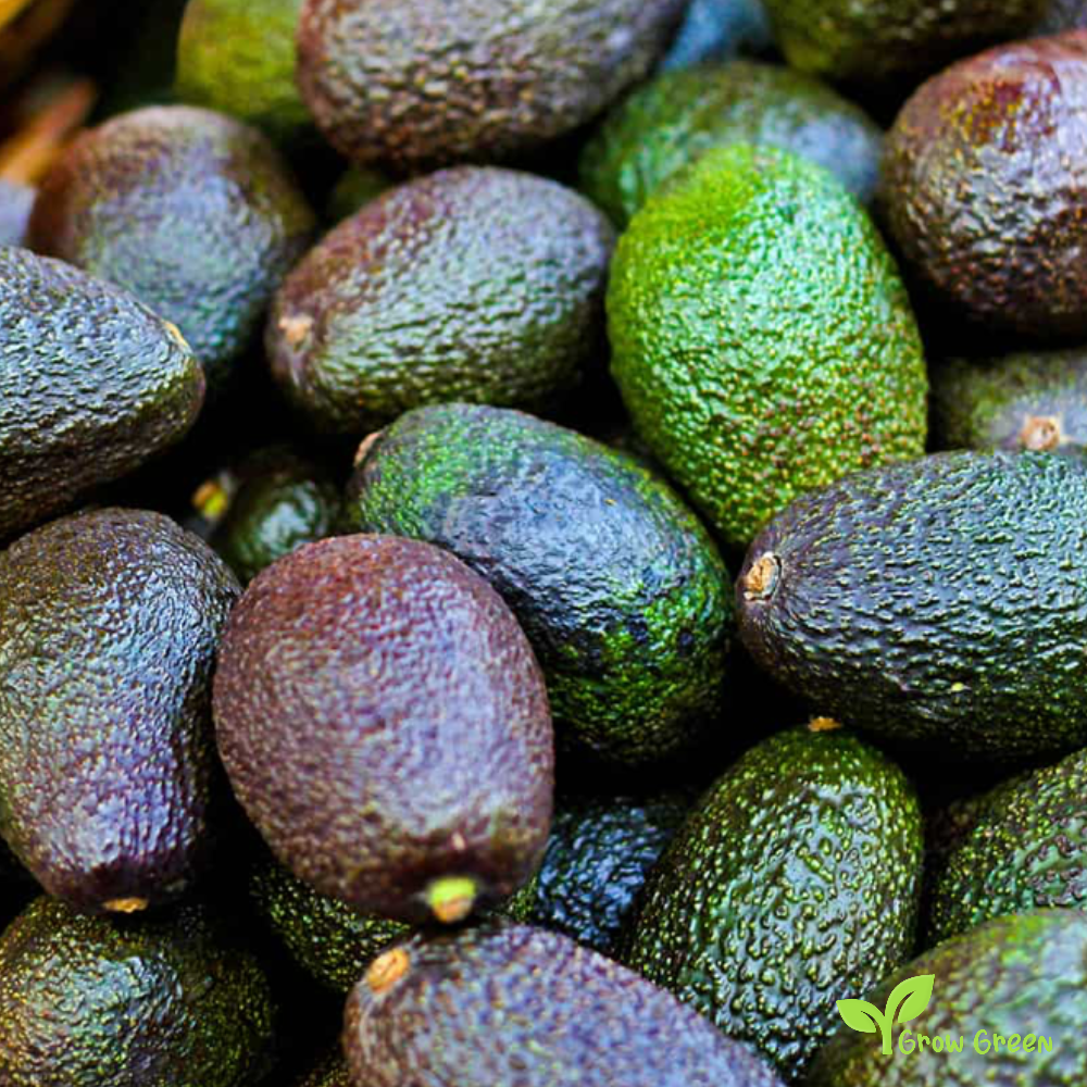 3 seeds of Avocado - PERSEA AMERICANA - Rough Skin + Gift 5 seeds of Sunflower