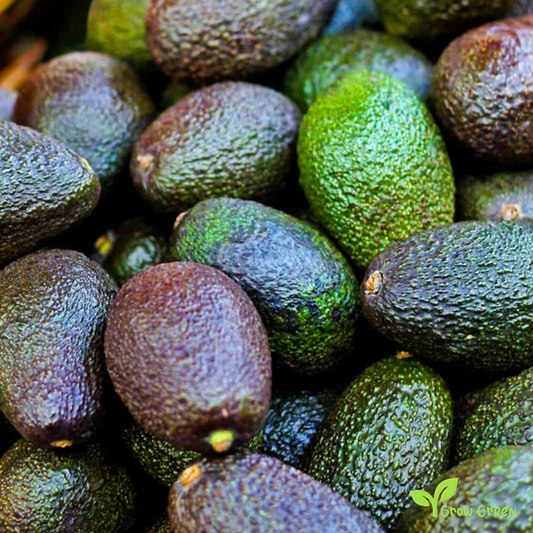 3 seeds of Avocado - PERSEA AMERICANA - Rough Skin + Gift 5 seeds of Sunflower