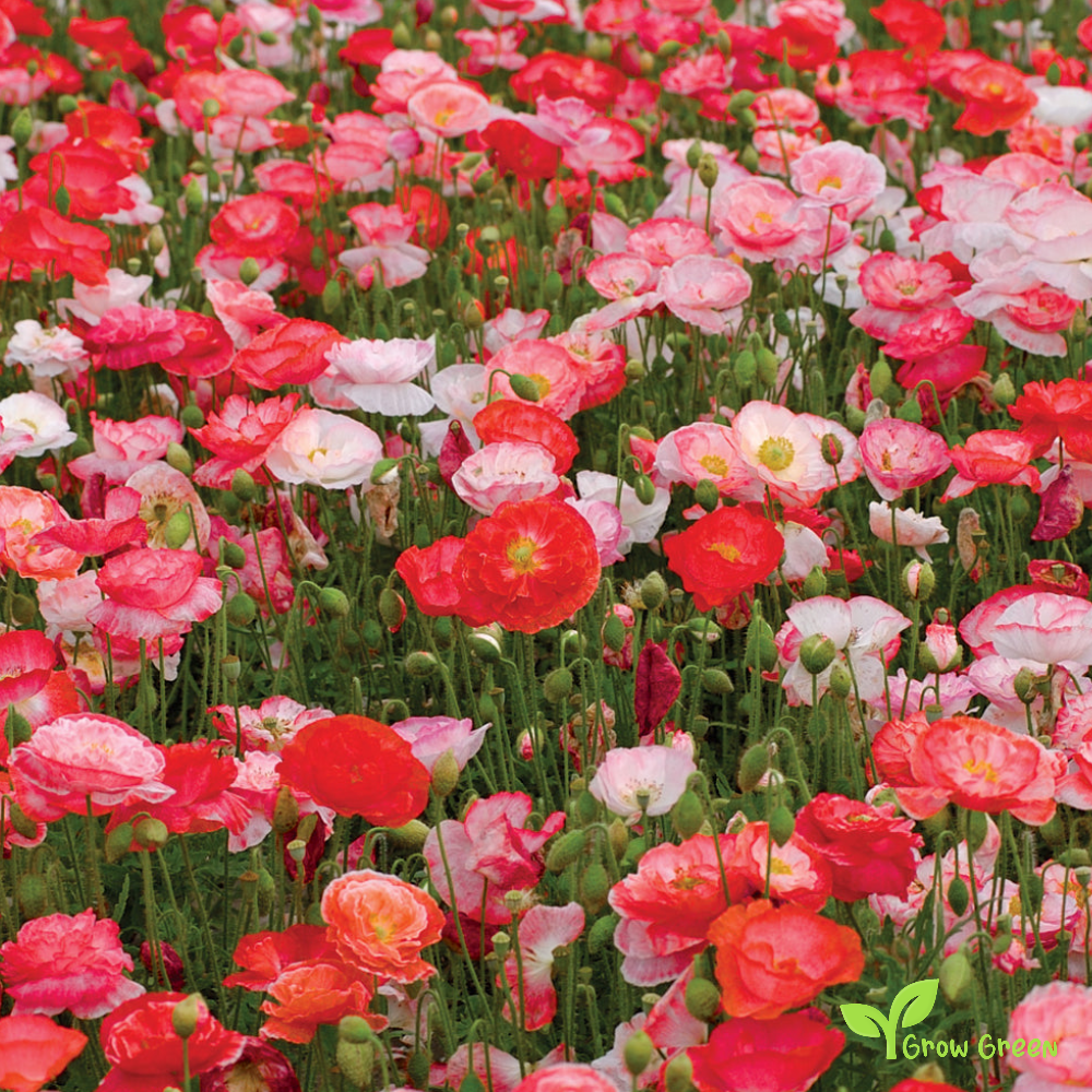 100 seeds of Mixed Colour Poppy - PAPAVER + Gift 5 seeds of Sunflower